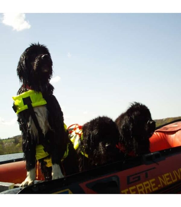 GILET-HARNAIS FLOTTANT PROFESSIONNEL DE SÉCURITÉ ET D'INTERVENTION POUR CHIENS. – Image 4